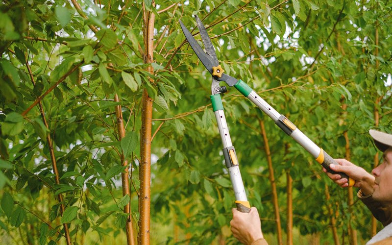 Tree trimming in Hazel Green, AL